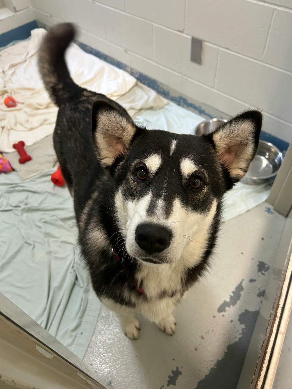 Dewy (fka Doggy), a 1 year old Black Female Husky Mixed Dog
