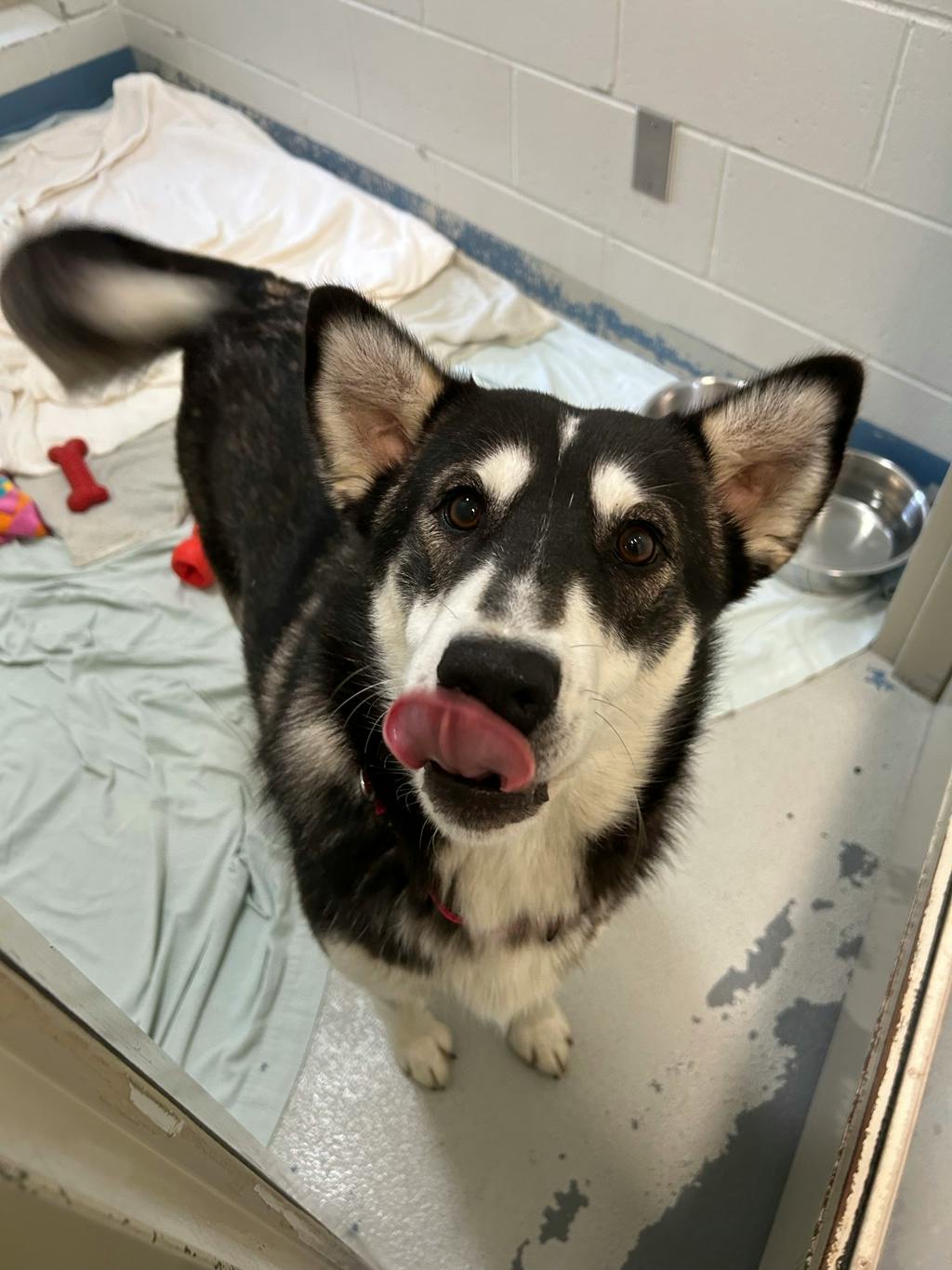 Dewy (fka Doggy), a 1 year old Black Female Husky Mixed Dog