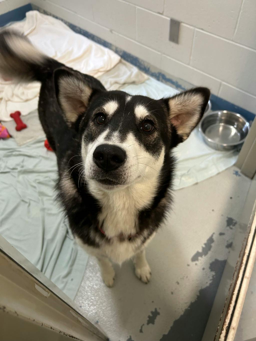 Dewy (fka Doggy), a 1 year old Black Female Husky Mixed Dog