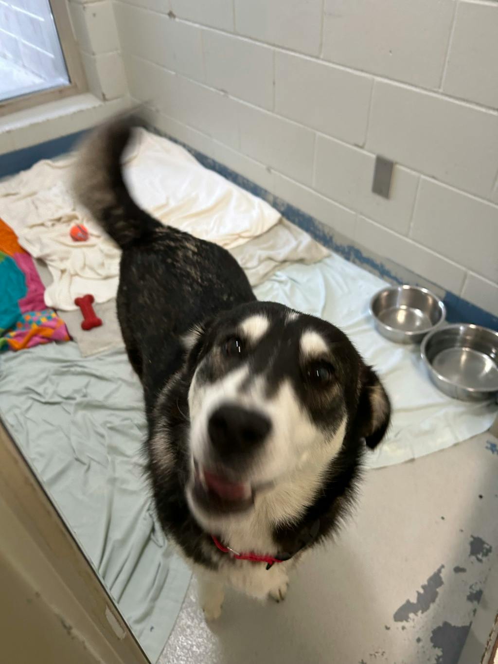 Dewy (fka Doggy), a 1 year old Black Female Husky Mixed Dog