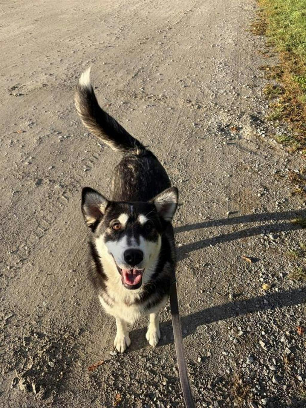 Dewy (fka Doggy), a 1 year old Black Female Husky Mixed Dog