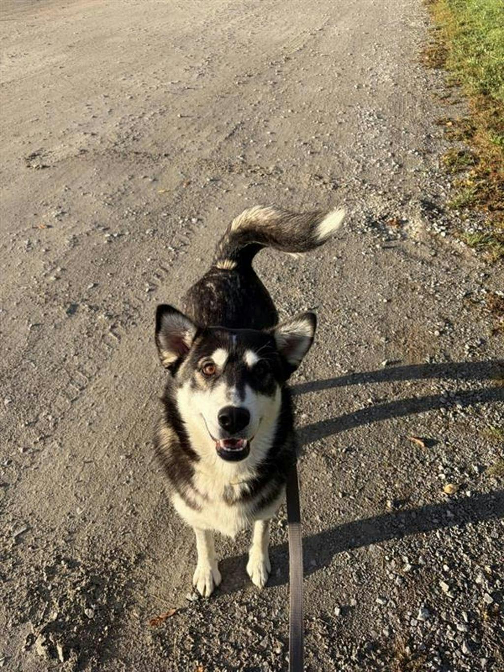 Dewy (fka Doggy), a 1 year old Black Female Husky Mixed Dog