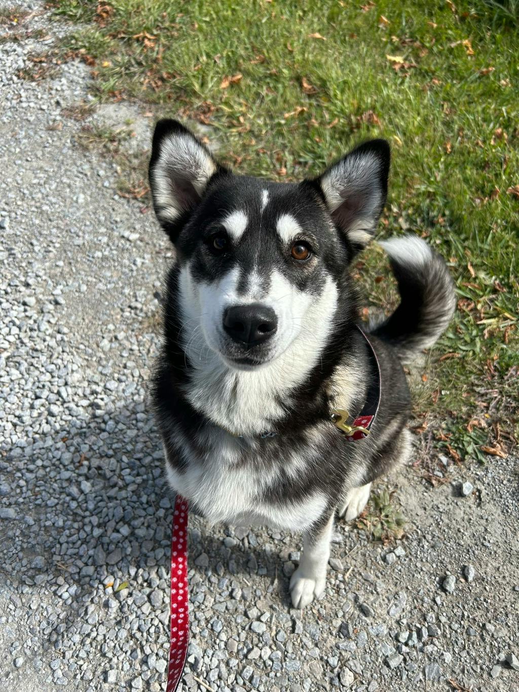 Dewy (fka Doggy), a 1 year old Black Female Husky Mixed Dog