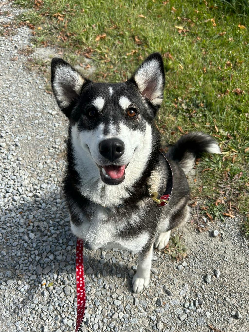 Dewy (fka Doggy), a 1 year old Black Female Husky Mixed Dog
