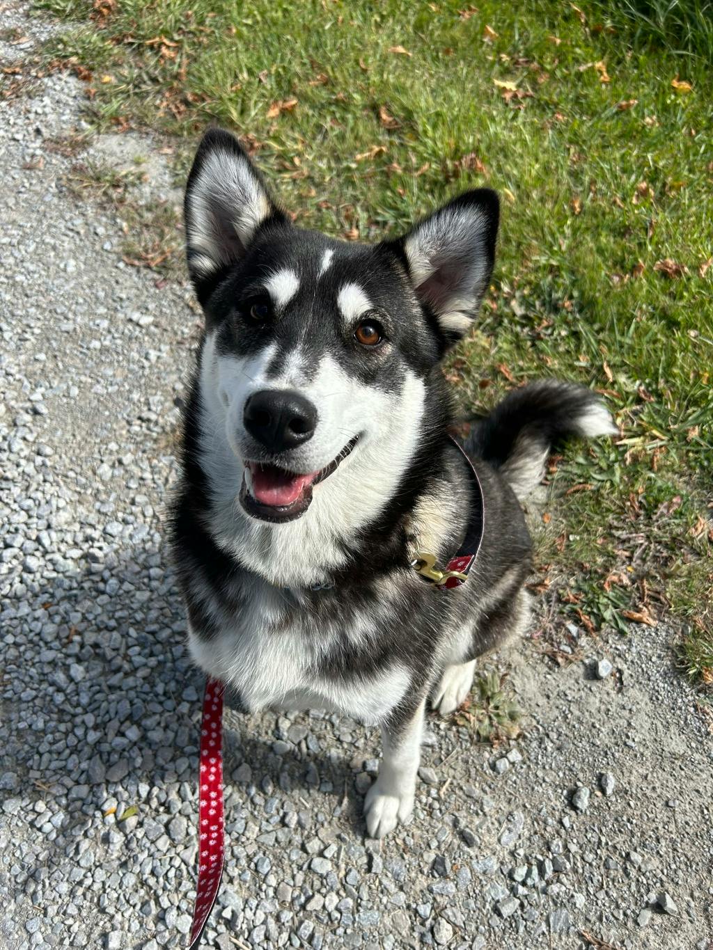 Dewy (fka Doggy), a 1 year old Black Female Husky Mixed Dog