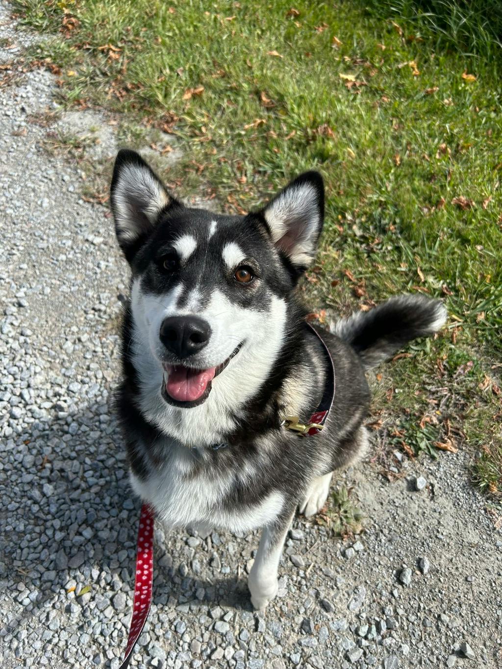 Dewy (fka Doggy), a 1 year old Black Female Husky Mixed Dog