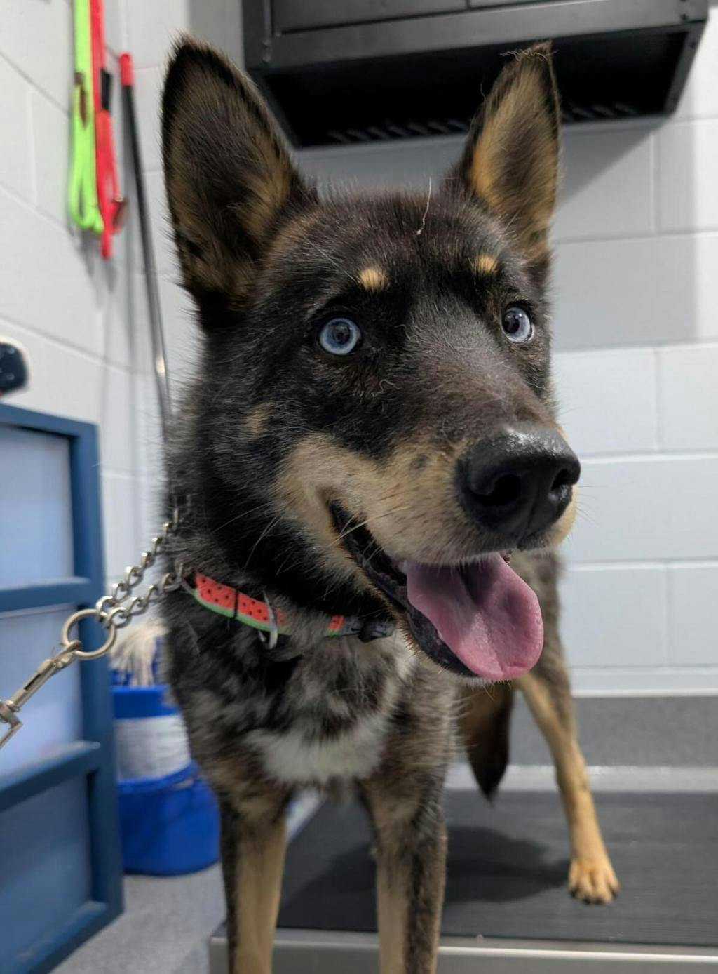 Goose, a 2 years old Black Male Husky Mixed Dog