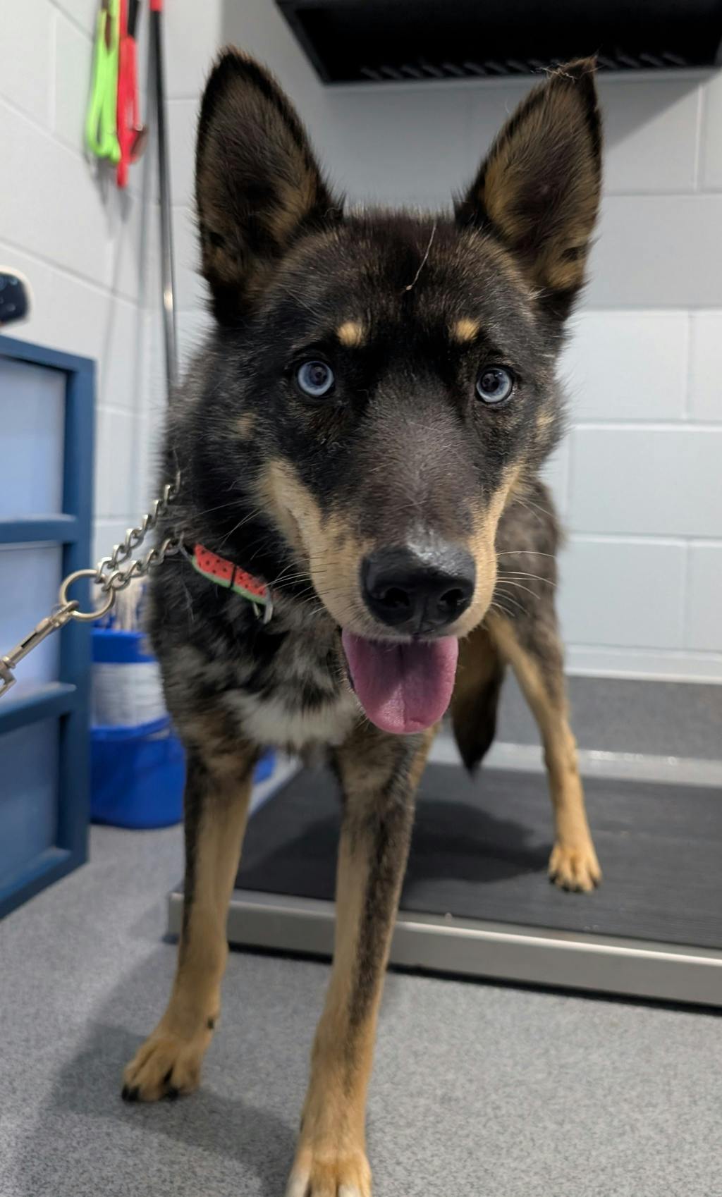 Goose, a 2 years old Black Male Husky Mixed Dog