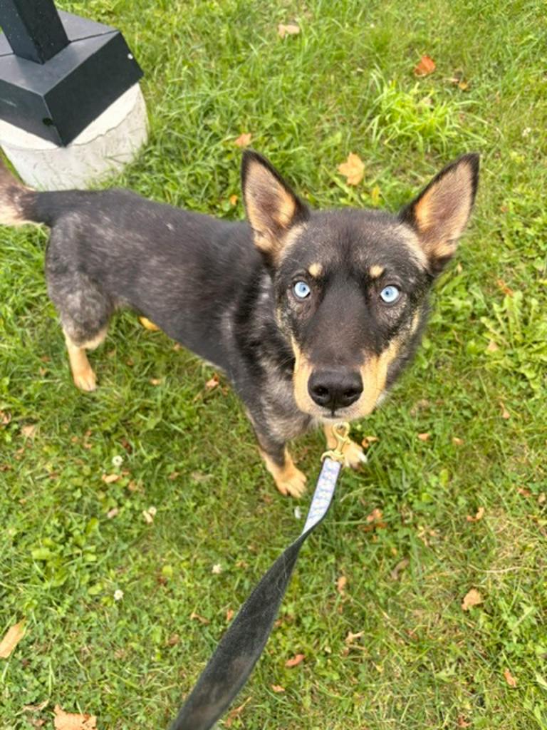 Goose, a 2 years old Black Male Husky Mixed Dog