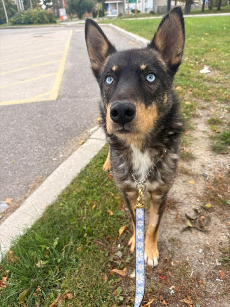 Goose, a 2 years old Black Male Husky Mixed Dog