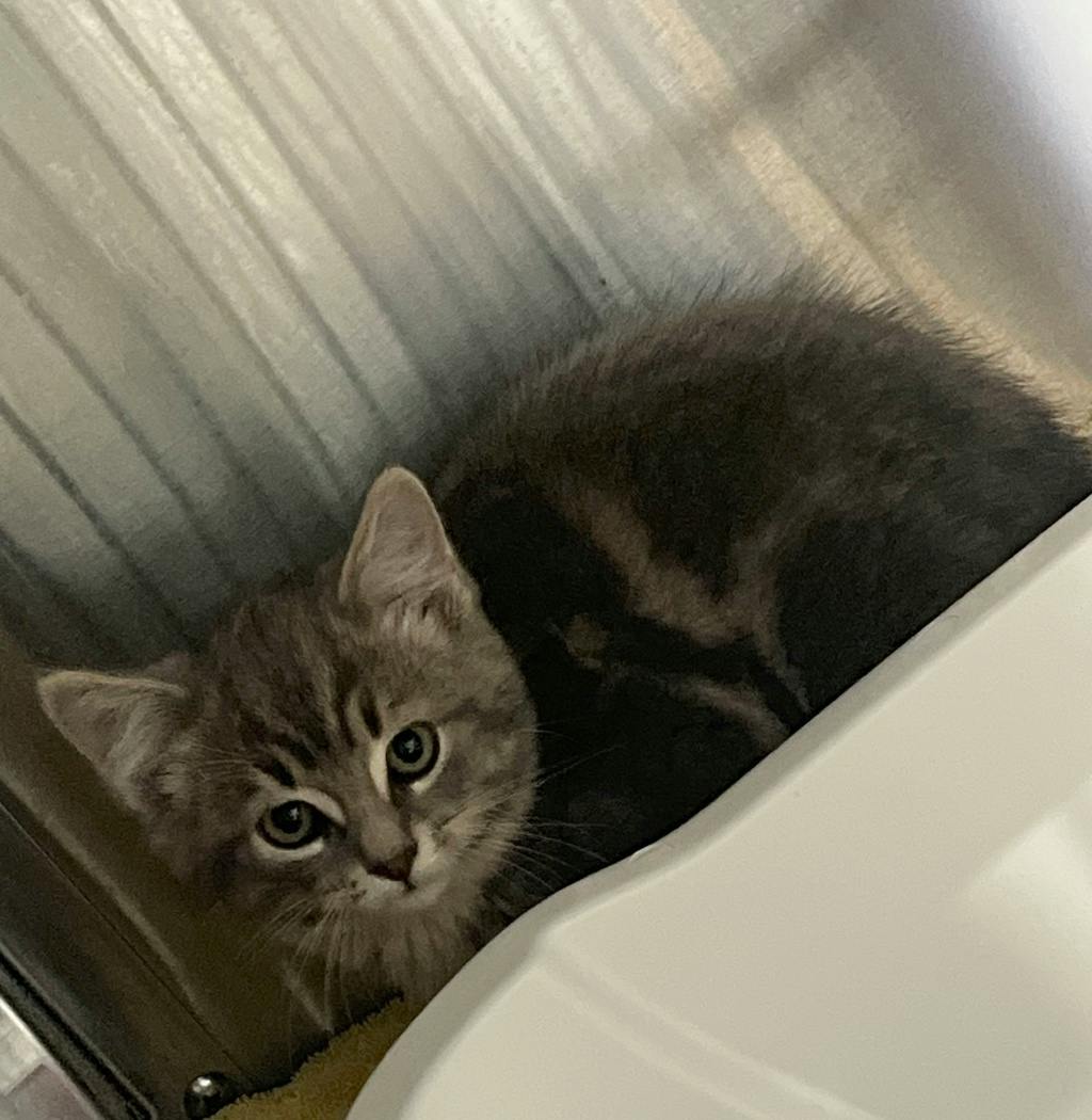 Cobweb, a 8 weeks old Grey Tabby Male Domestic Longhair Kitten