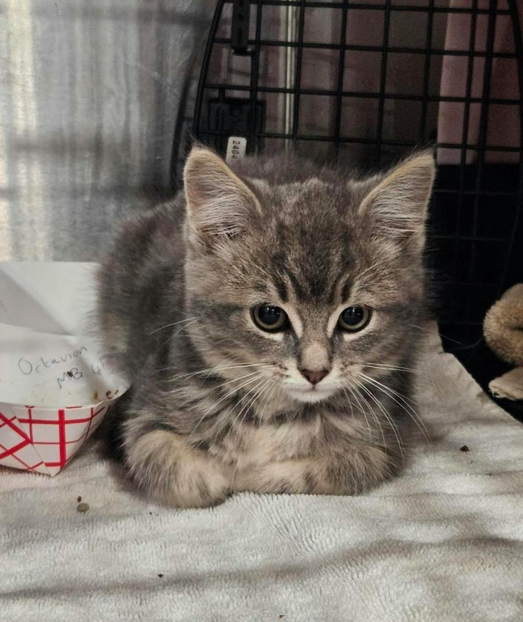 Cobweb, a 8 weeks old Grey Tabby Male Domestic Longhair Kitten