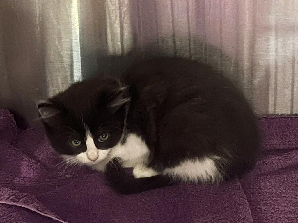 Spider, a 8 weeks old Black Female Domestic Longhair Kitten