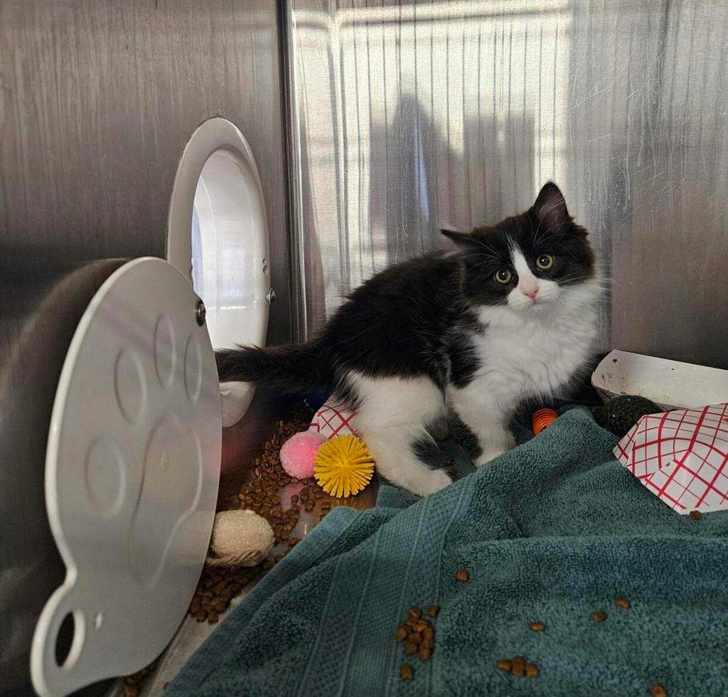Spider, a 8 weeks old Black Female Domestic Longhair Kitten