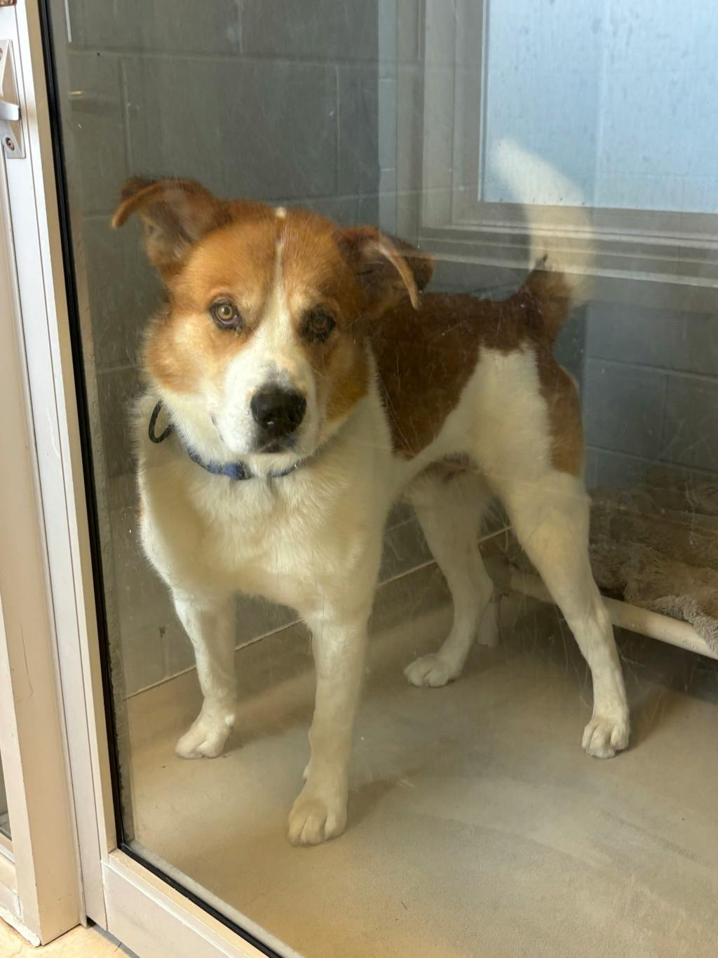 Chum, a 3 years old Red Male Saint Bernard Dog