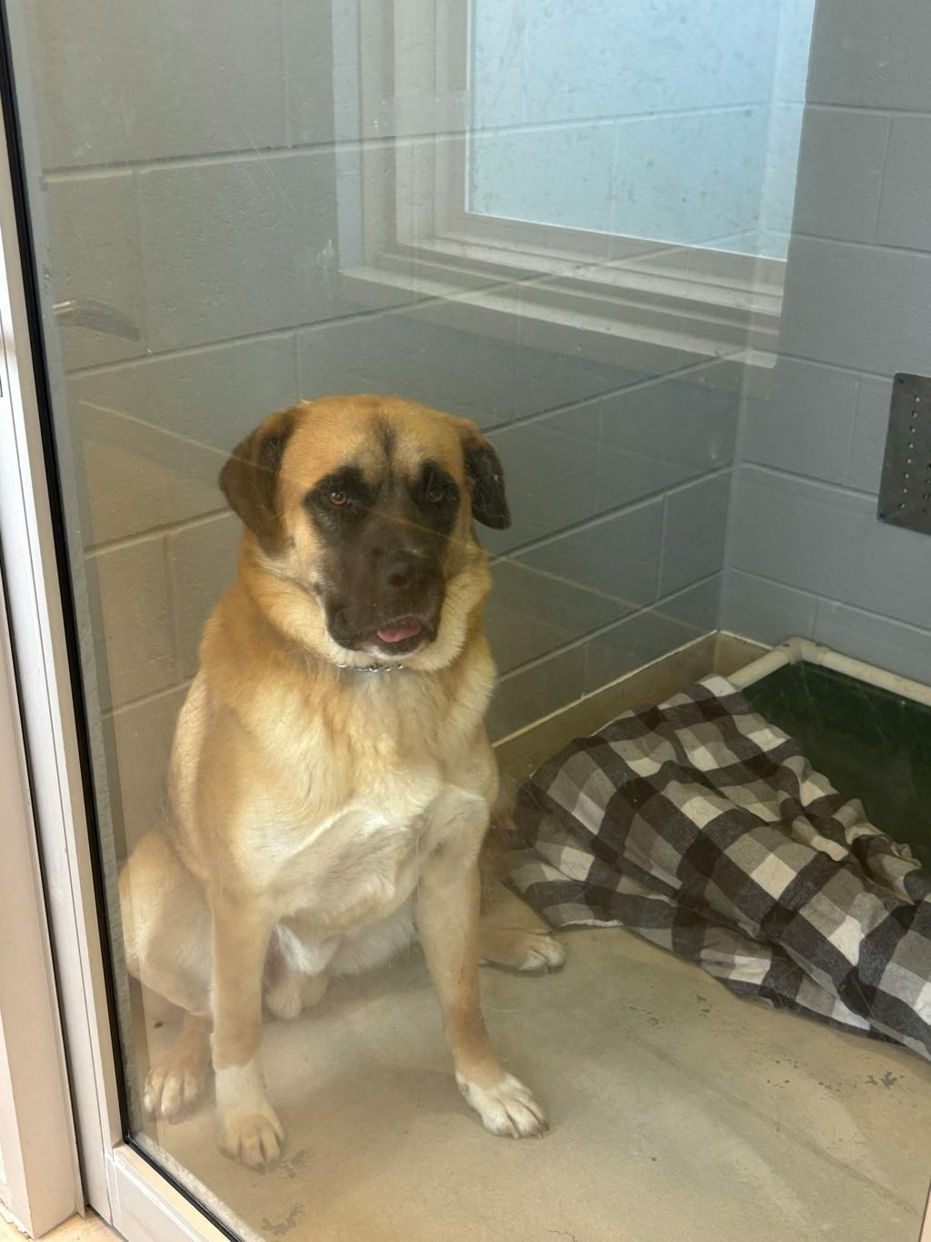 Cooper, a 2 years old Brown Male Husky Mixed Dog