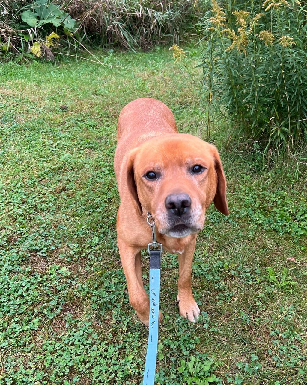 Loki, a 10 years old Red Male Labrador Dog
