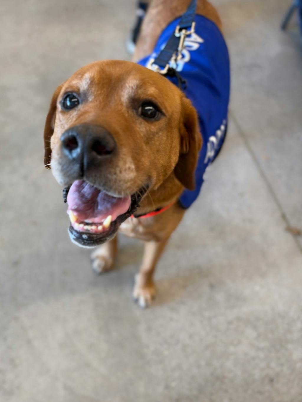 Loki, a 10 years old Red Male Labrador Dog