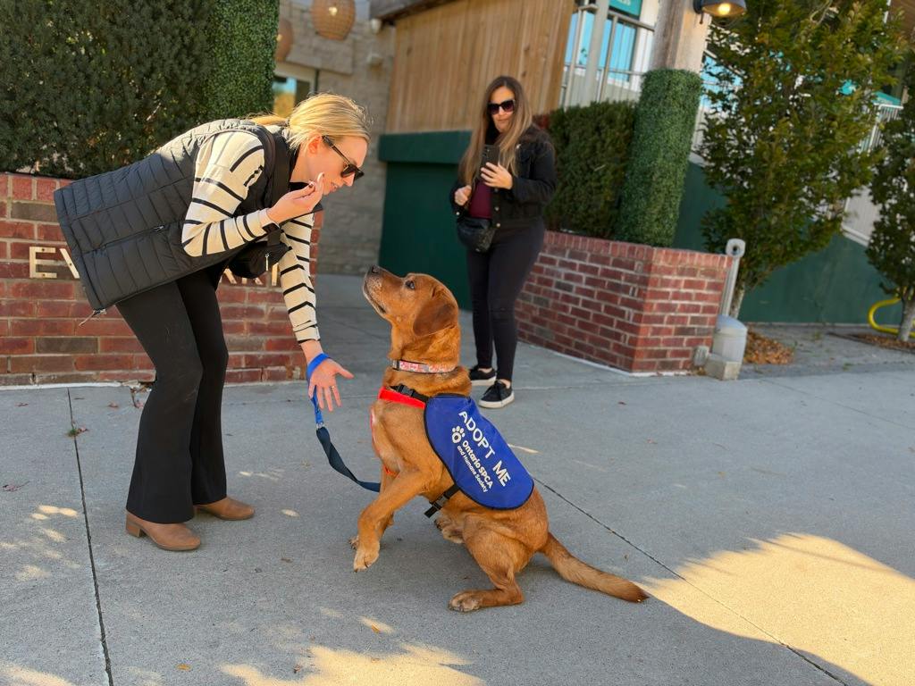 Loki, a 10 years old Red Male Labrador Dog