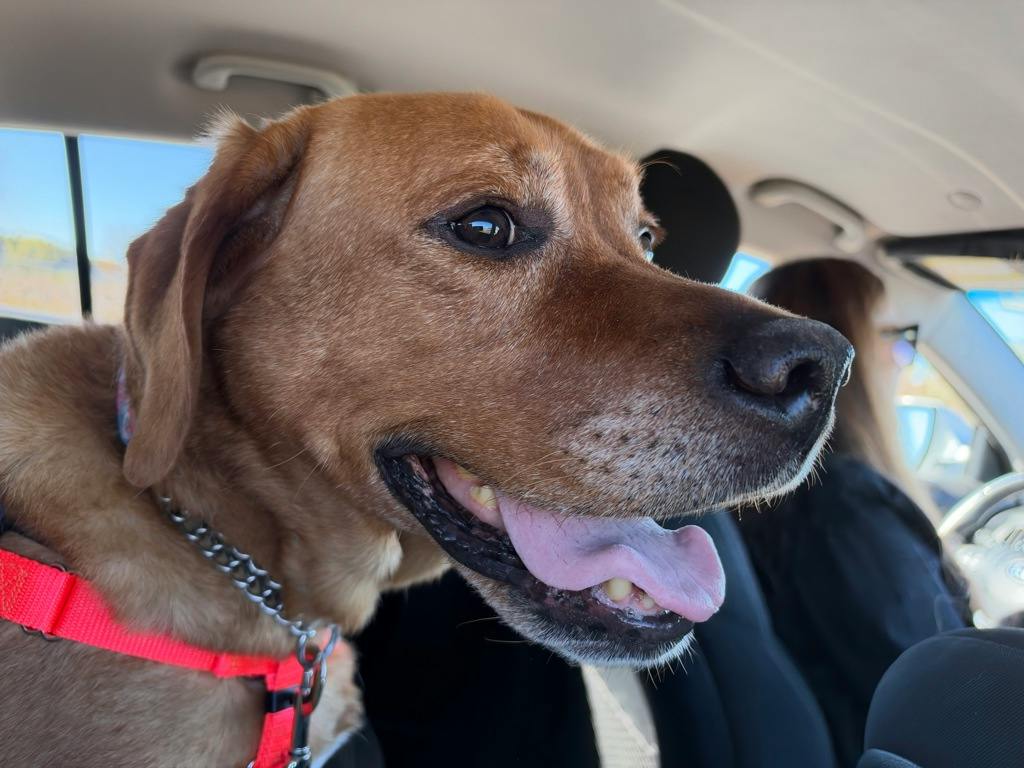 Loki, a 10 years old Red Male Labrador Dog