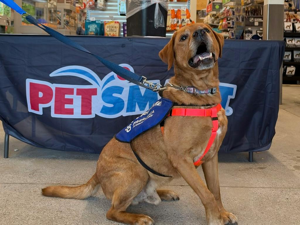 Loki, a 10 years old Red Male Labrador Dog