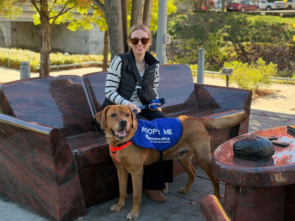 Loki, a 10 years old Red Male Labrador Dog