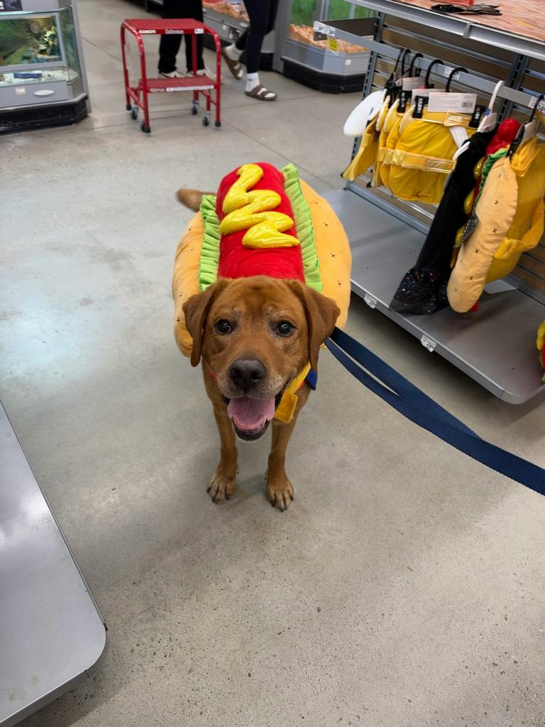 Loki, a 10 years old Red Male Labrador Dog