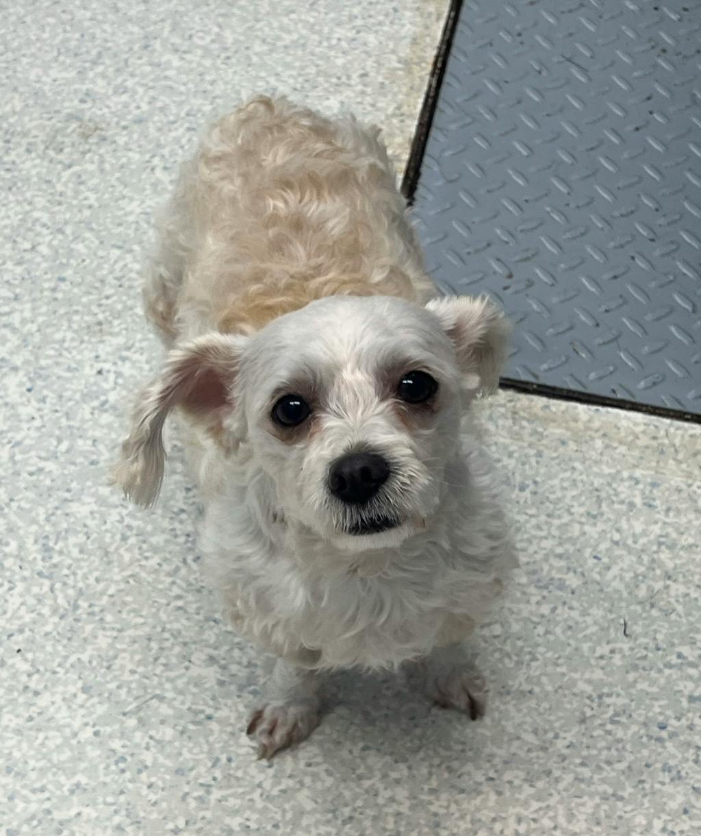 Triss (at Seneca King), a 3 years old White Female Poodle Miniature Dog