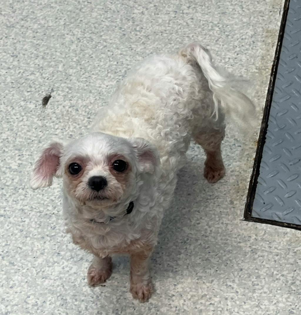 Yennifer (at Seneca King), a 3 years old White Female Poodle Miniature Dog