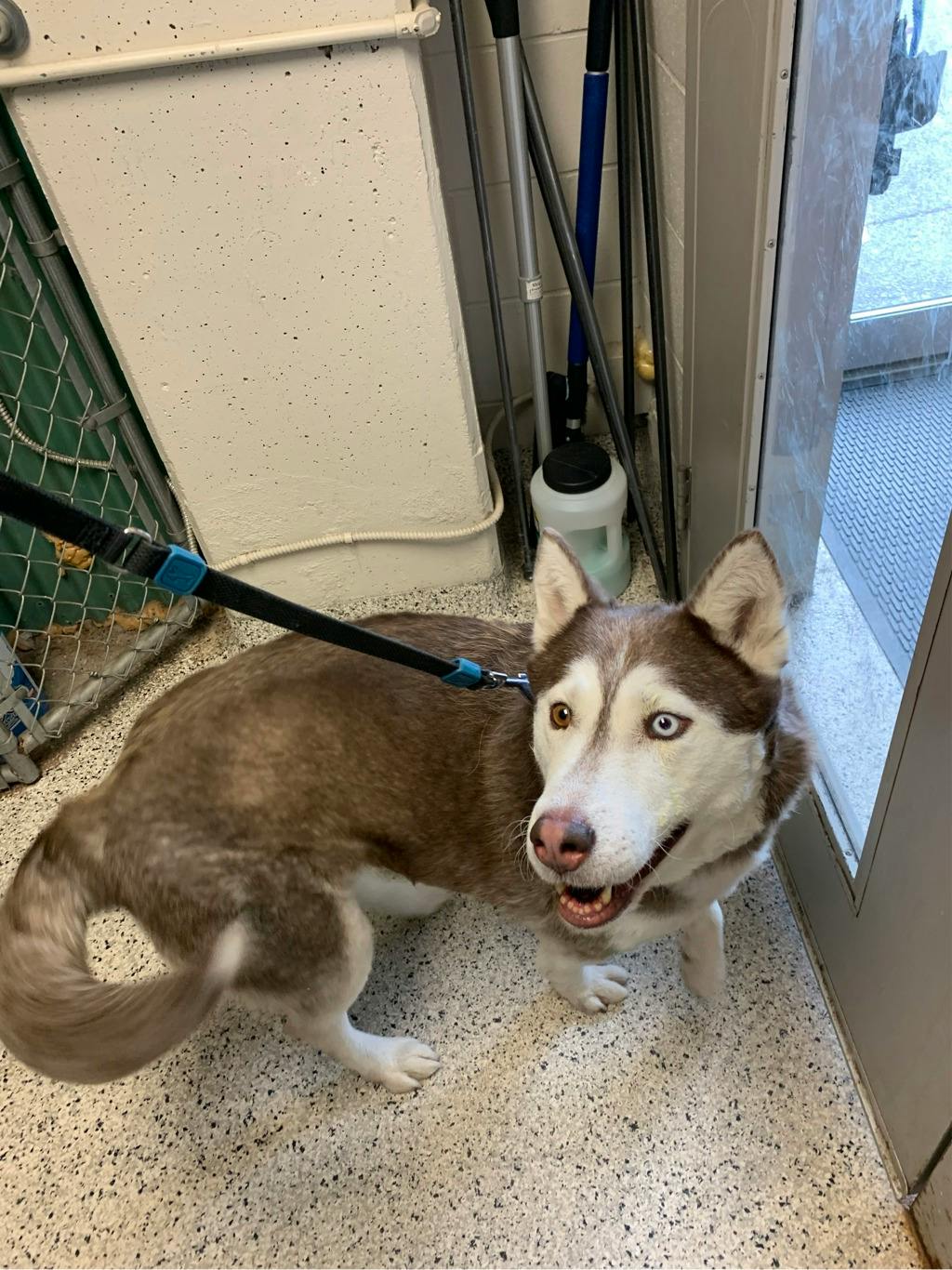 Mocha, a 8 years and 1 month old Brown Female Husky Mixed Dog