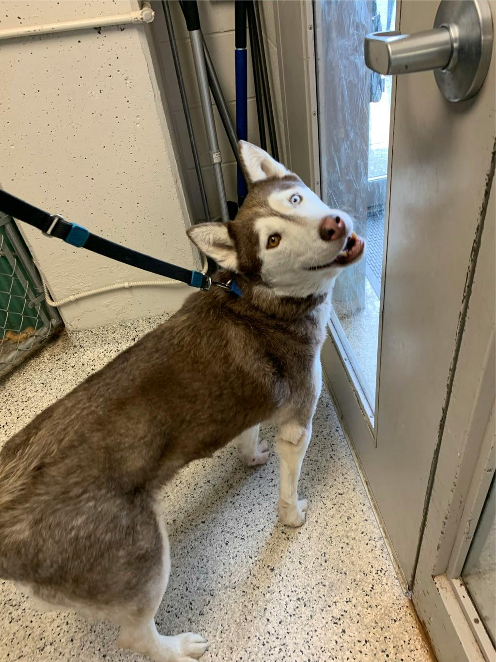 Mocha, a 8 years and 1 month old Brown Female Husky Mixed Dog