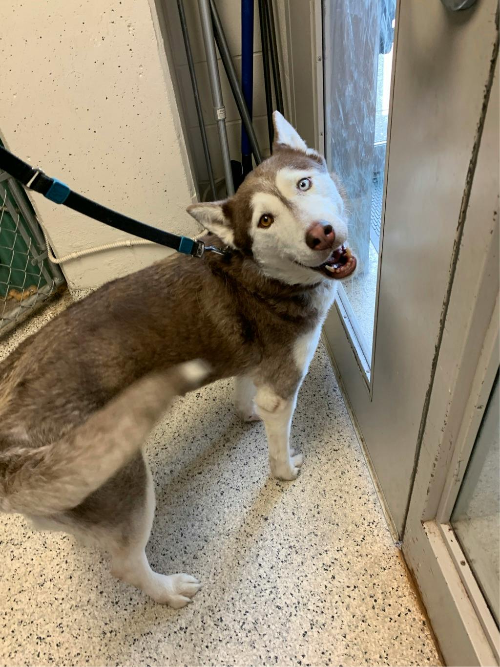 Mocha, a 8 years and 1 month old Brown Female Husky Mixed Dog