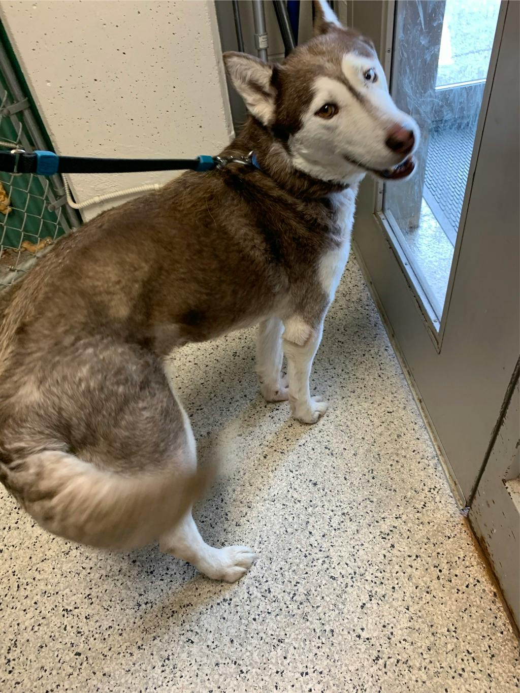 Mocha, a 8 years and 1 month old Brown Female Husky Mixed Dog