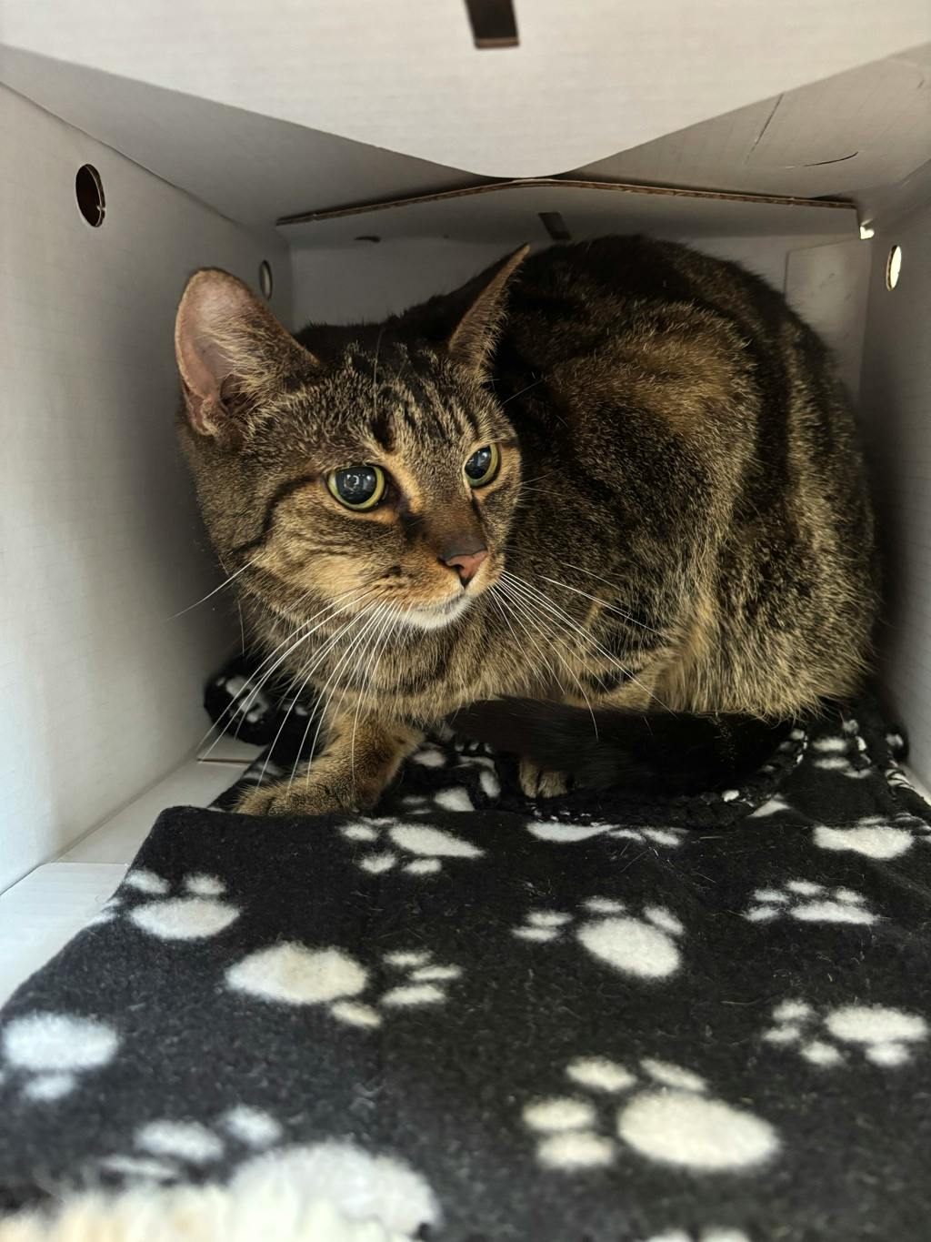 Cici, a 9 years and 6 months old Brown Tabby Female Domestic Short Hair Cat