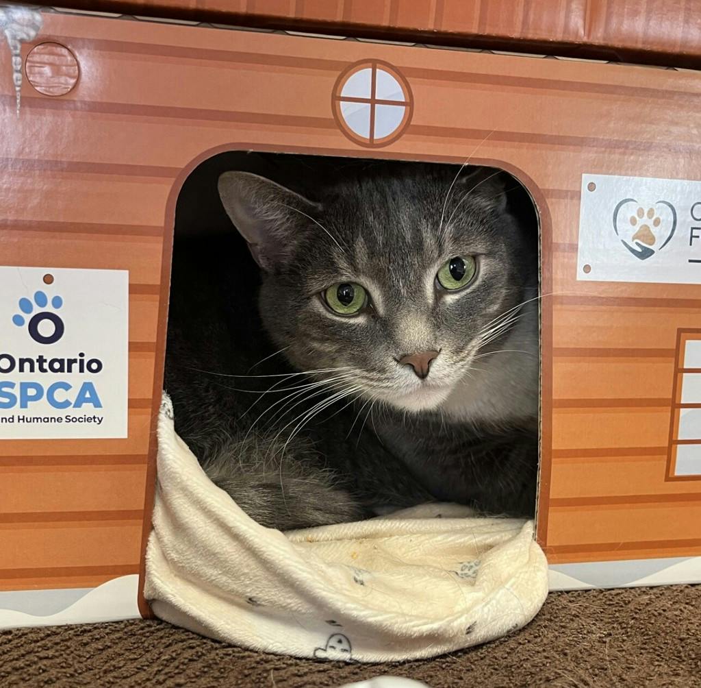 Nick, a 5 years old Grey Tabby Male Domestic Short Hair Cat