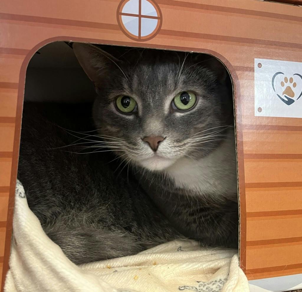 Nick, a 5 years old Grey Tabby Male Domestic Short Hair Cat