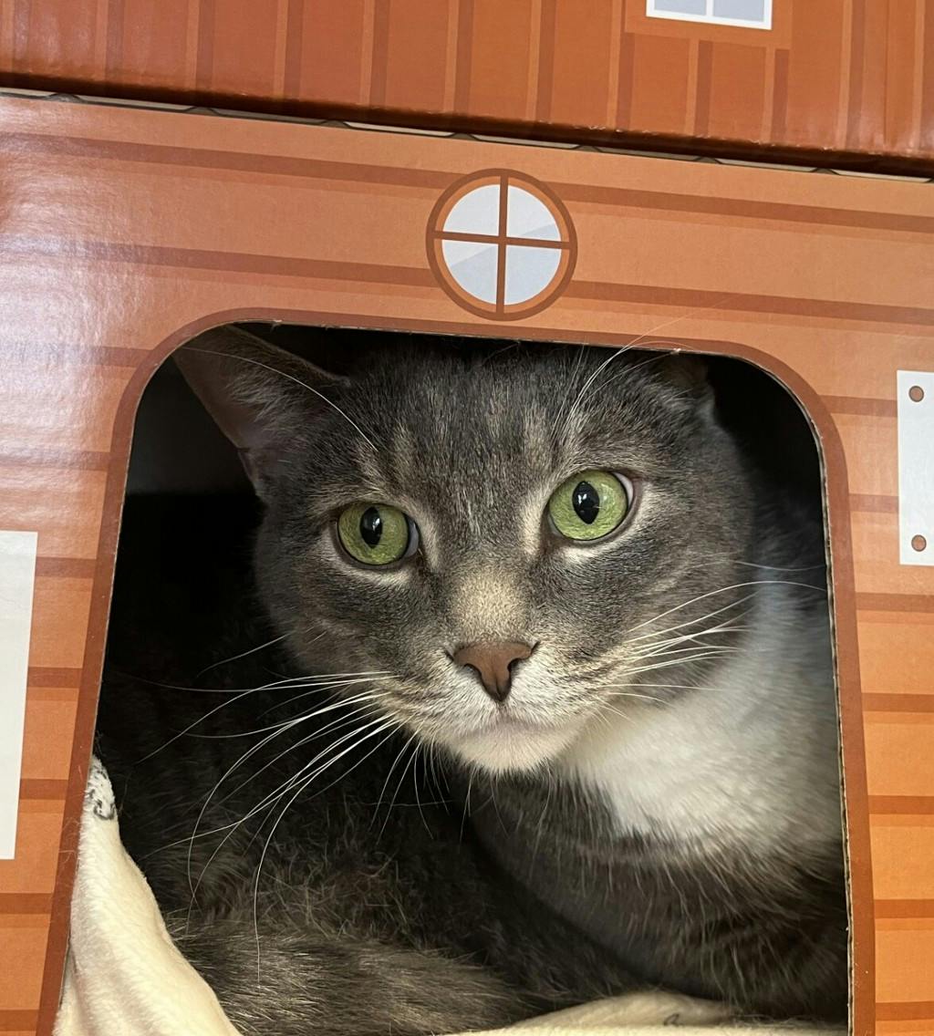 Nick, a 5 years old Grey Tabby Male Domestic Short Hair Cat