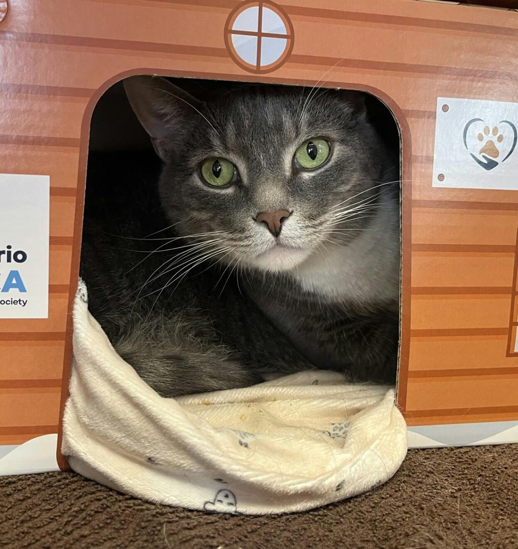 Nick, a 5 years old Grey Tabby Male Domestic Short Hair Cat
