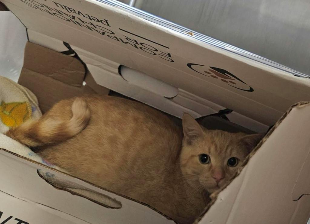 Texas, a 3 months old Orange Male Domestic Short Hair Kitten