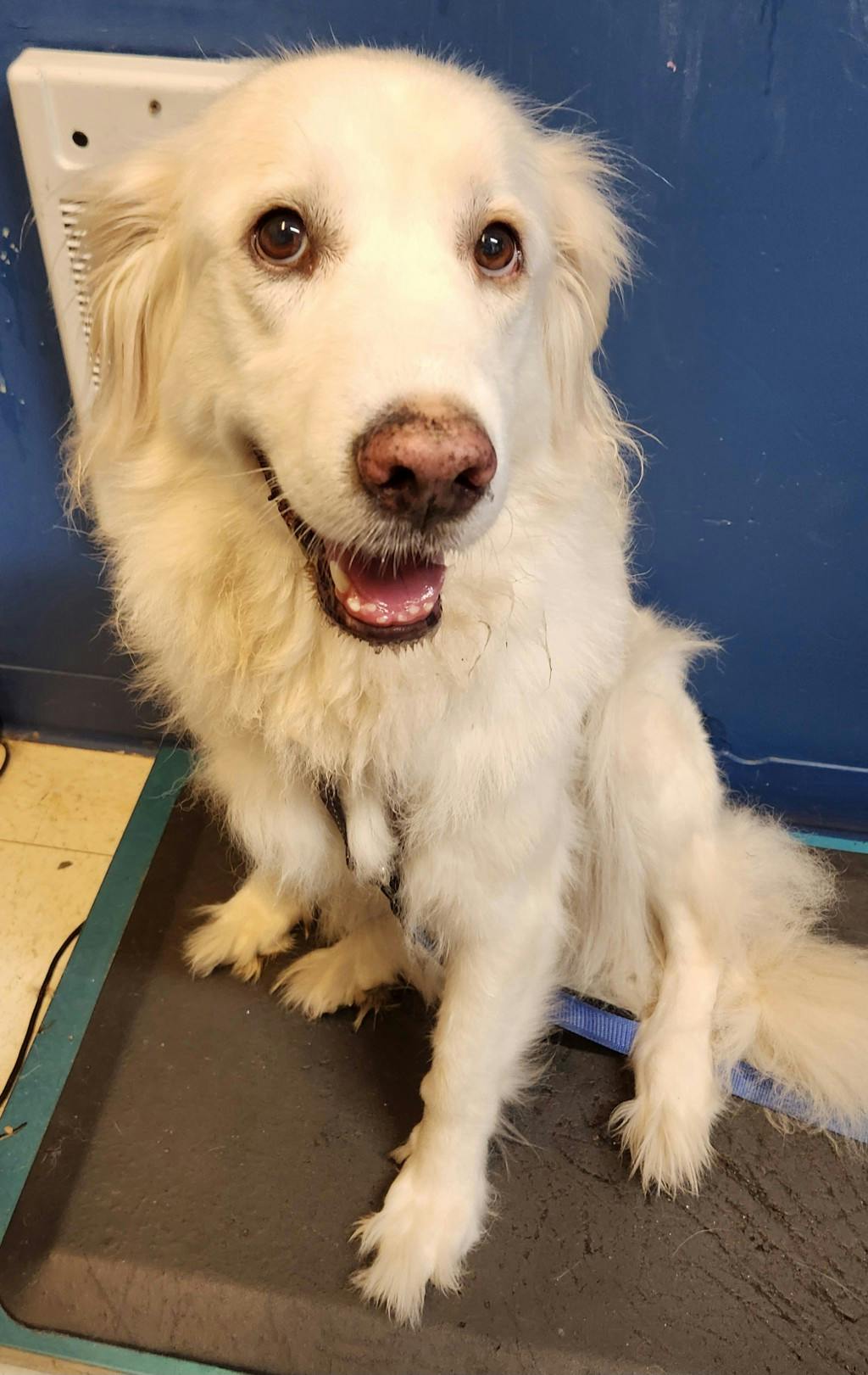 Nala, a 8 years old White Female Great Pyrenees Dog