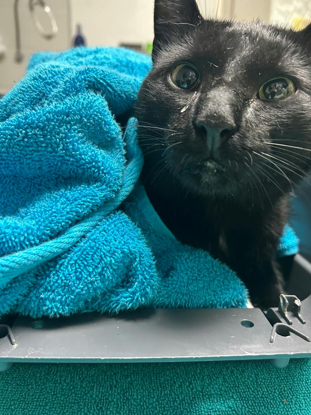 Thackery Binx, a 4 years old Black Male Domestic Short Hair Cat