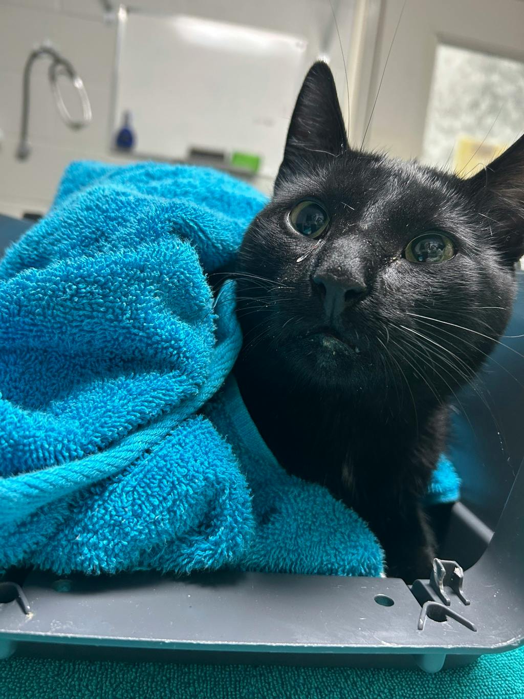 Thackery Binx, a 4 years old Black Male Domestic Short Hair Cat