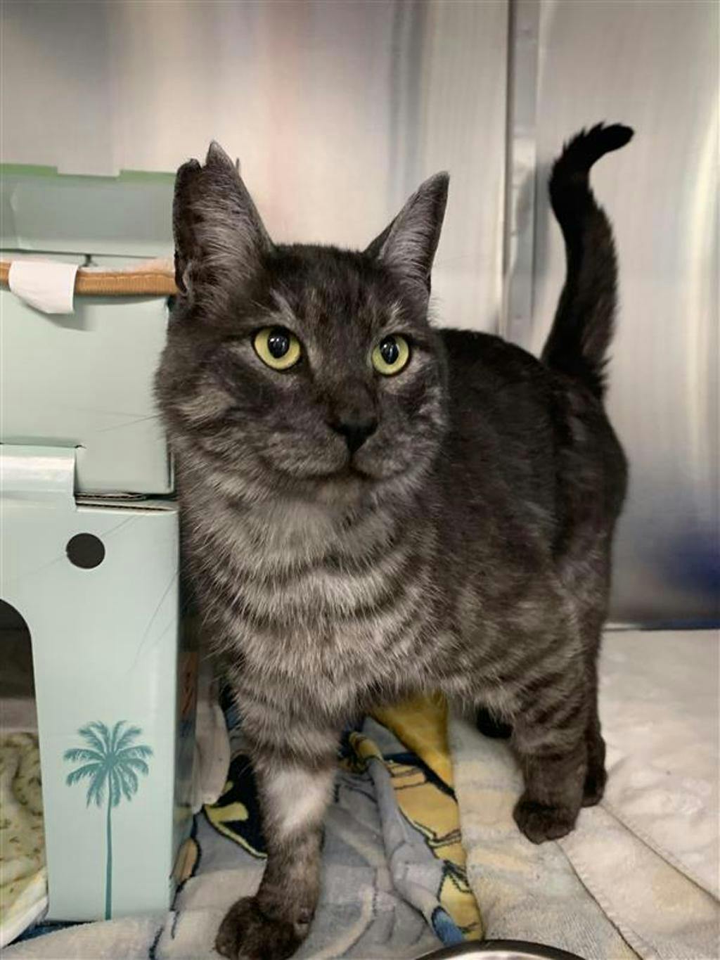 Pickles, a 4 years old Smoke Tabby Male Domestic Medium Hair Cat
