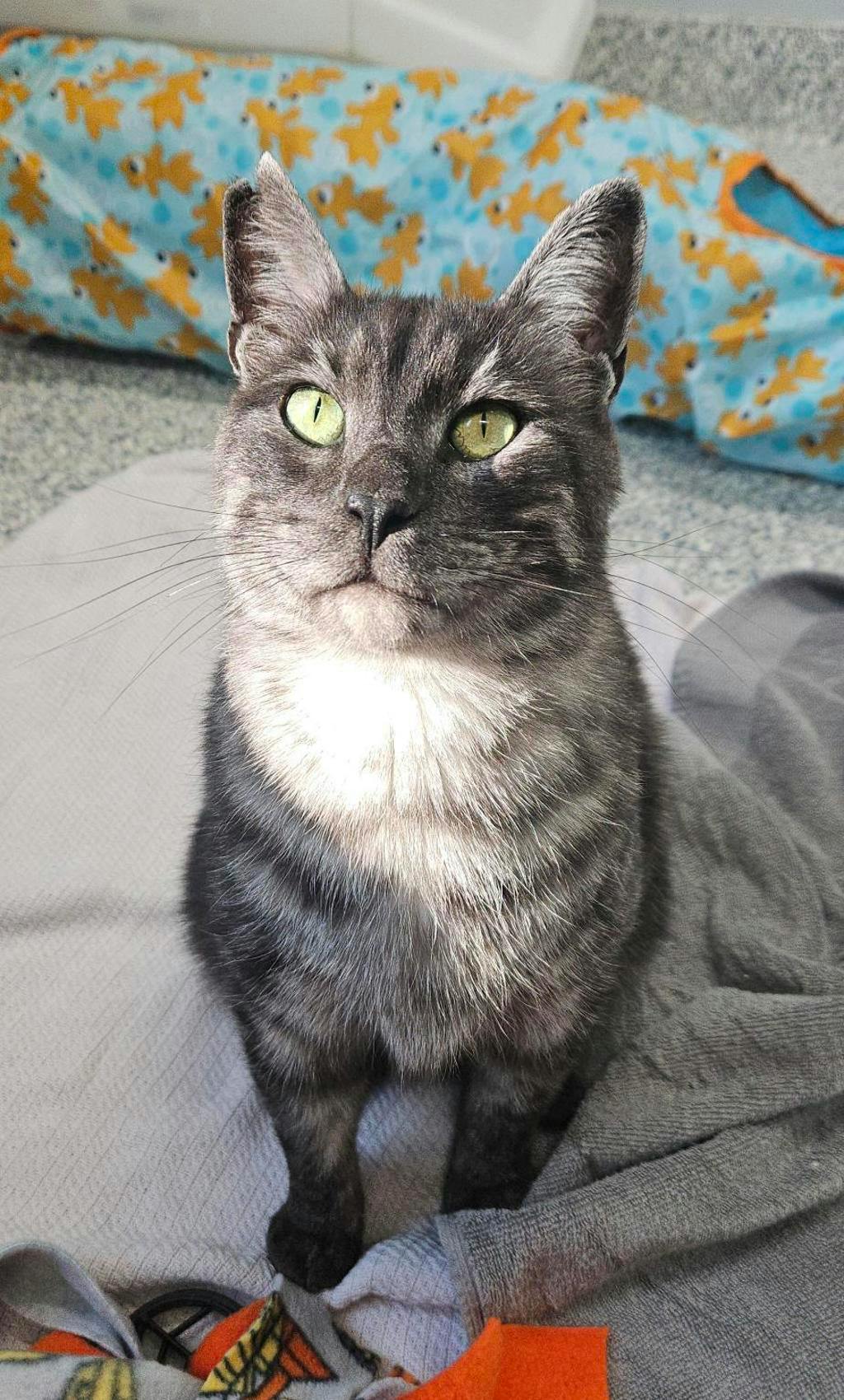 Pickles, a 4 years old Smoke Tabby Male Domestic Medium Hair Cat