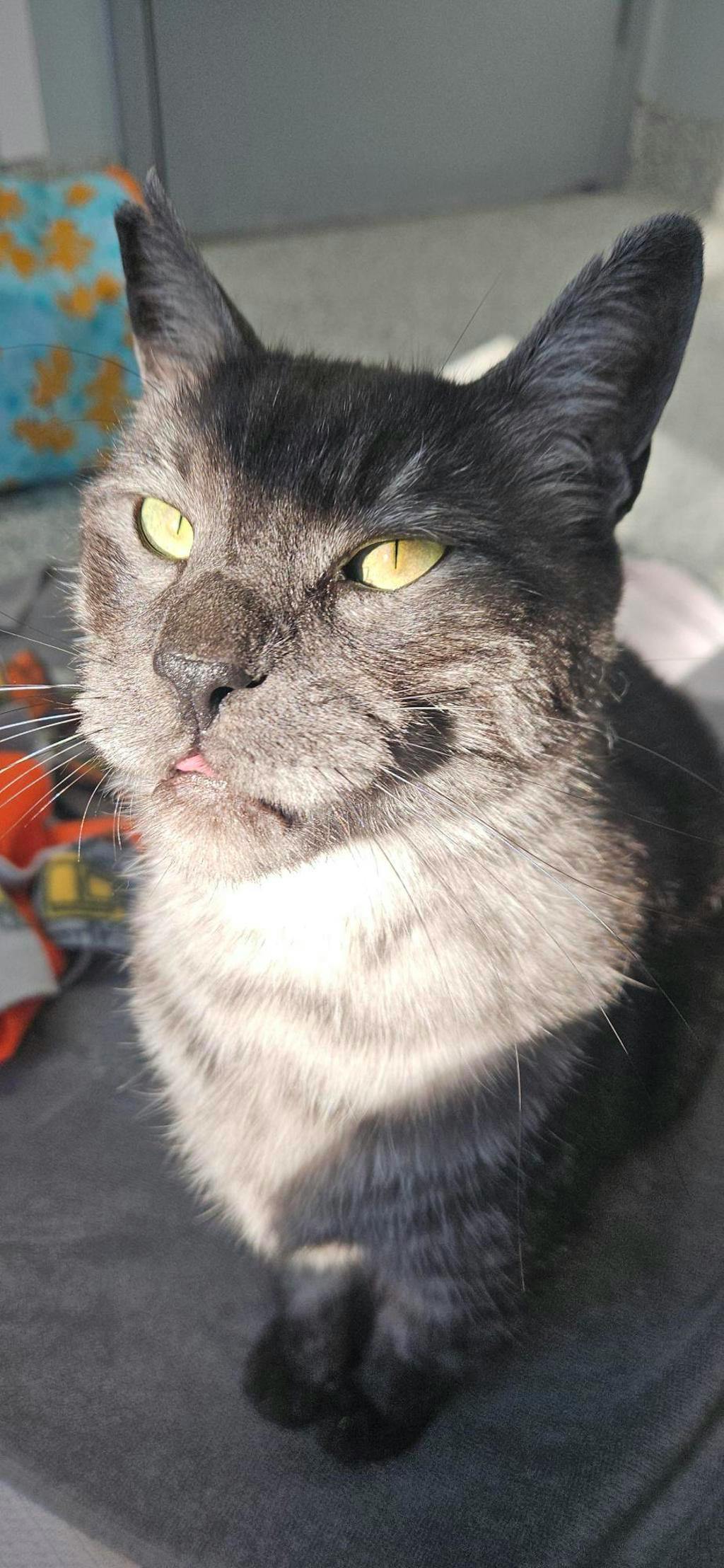 Pickles, a 4 years old Smoke Tabby Male Domestic Medium Hair Cat