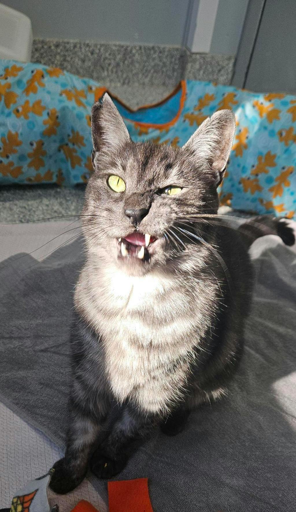 Pickles, a 4 years old Smoke Tabby Male Domestic Medium Hair Cat