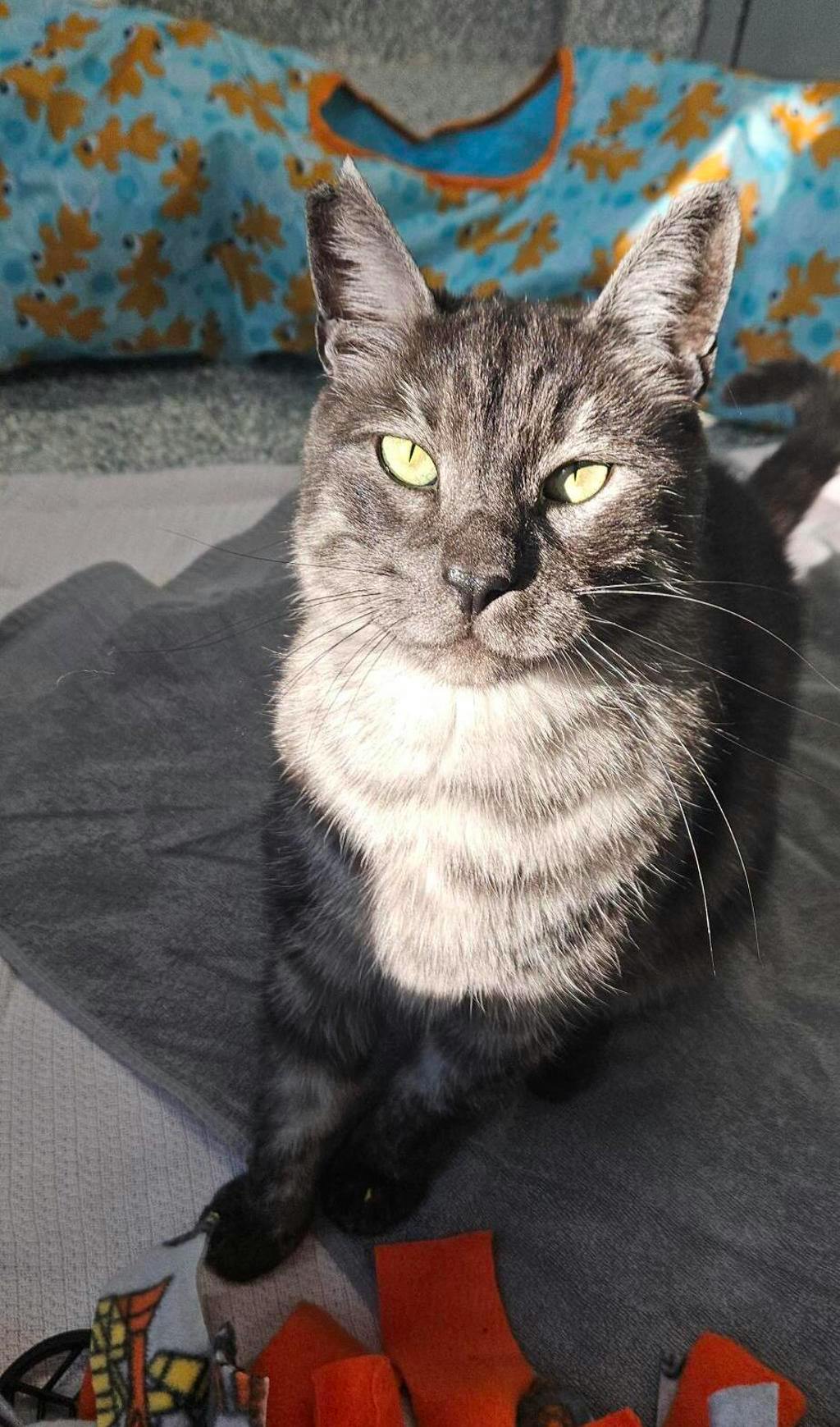 Pickles, a 4 years old Smoke Tabby Male Domestic Medium Hair Cat