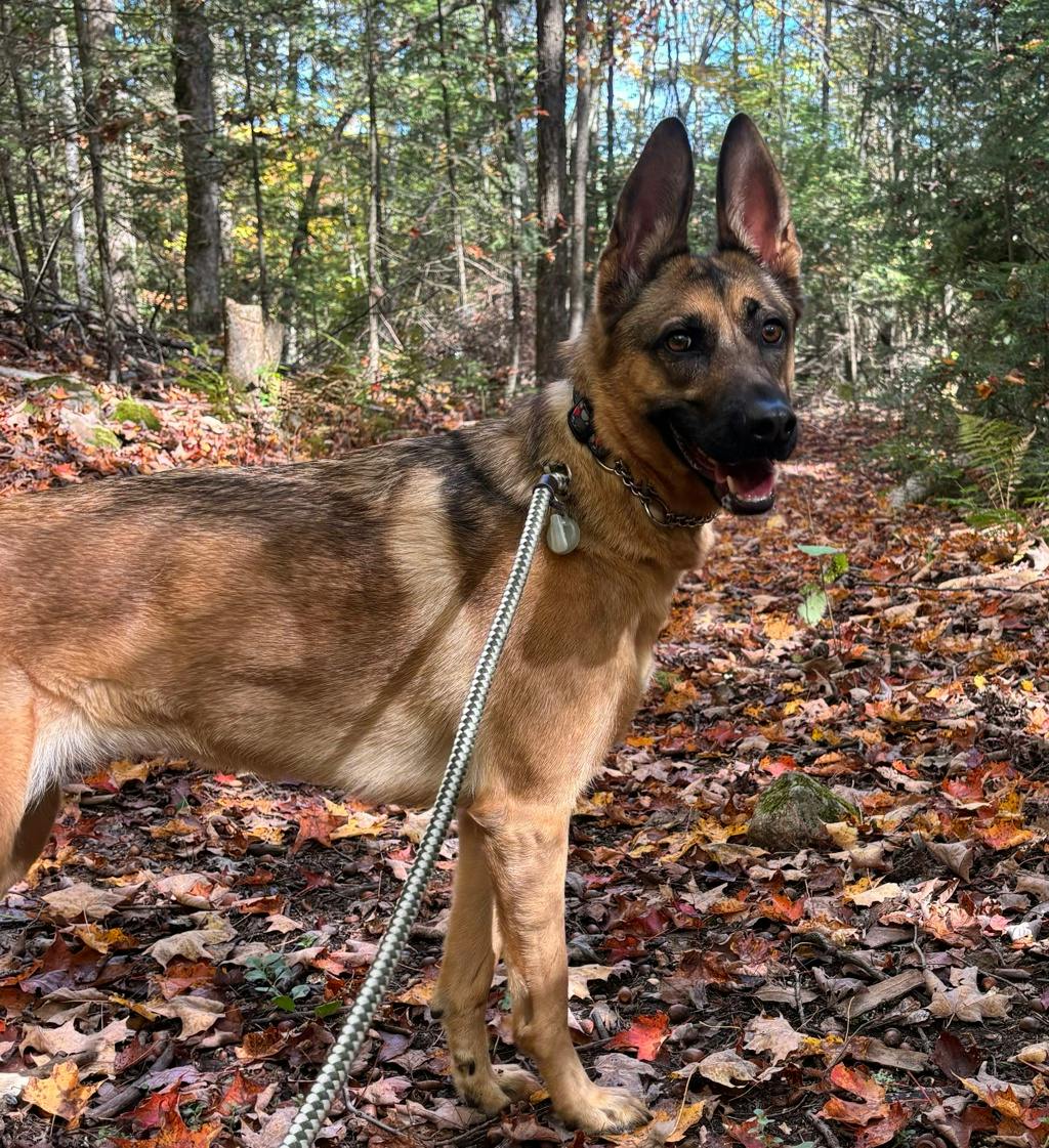 Bella, a 2 years and 6 months old Fawn Female German Shepherd Dog