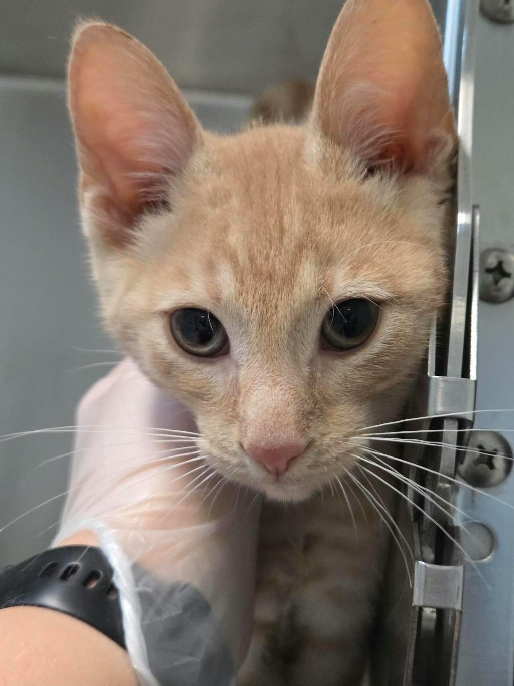 Hannibal, a 4 months old Orange Male Domestic Short Hair Kitten