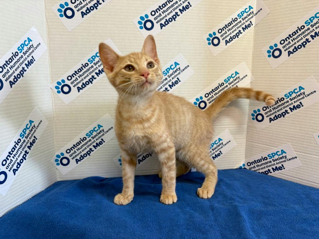 Hannibal, a 4 months old Orange Male Domestic Short Hair Kitten